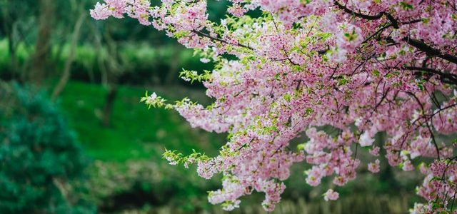 Comment entretenir ses cerisiers pendant l’hiver ?